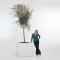 bac � plantes GM - Alea
