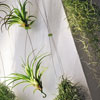 Airplant - Teracrea