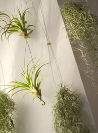 air plant