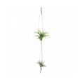 airplant - teracrea