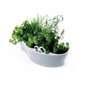 herb garden - royal VKB