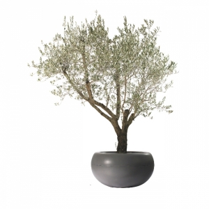 pot - Aladin Patrick Schni