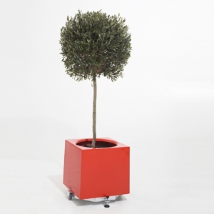 bac  plantes PM - Alea - Alea Dirk Wynants